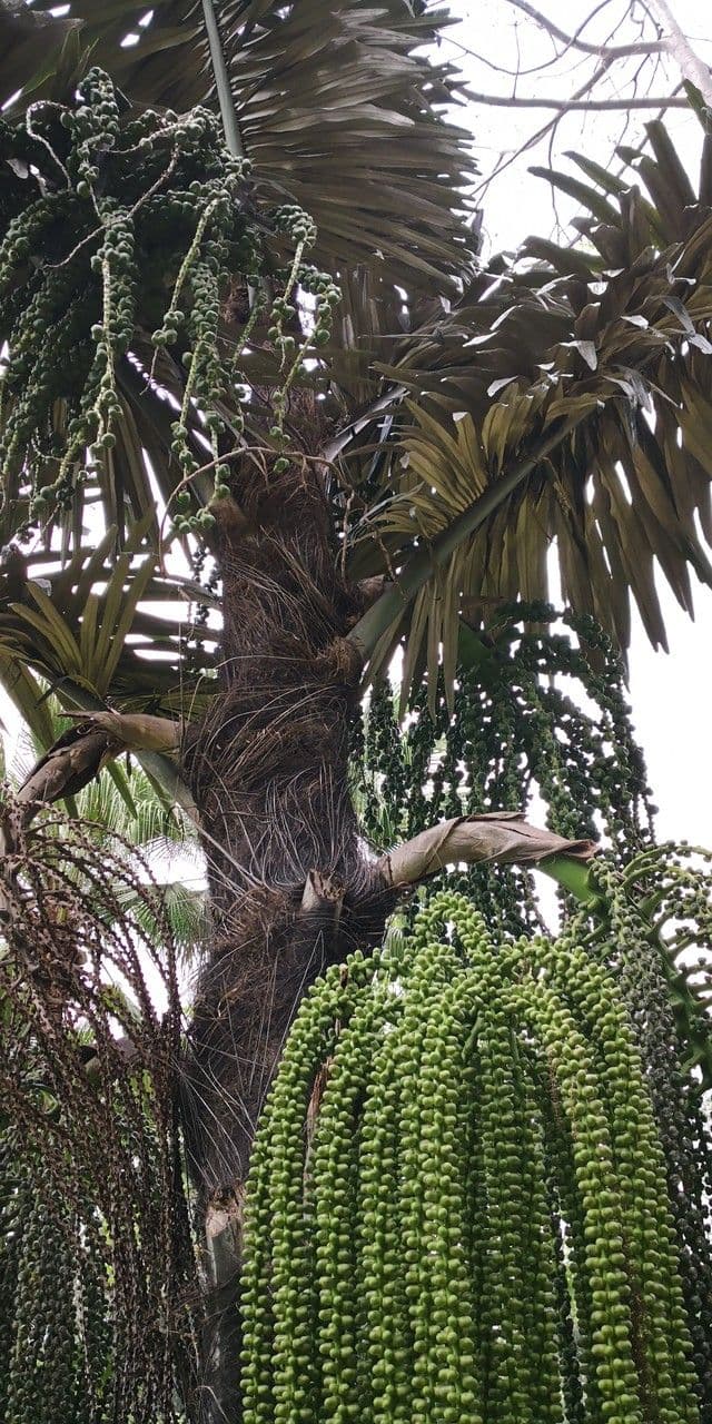 Arenga 8