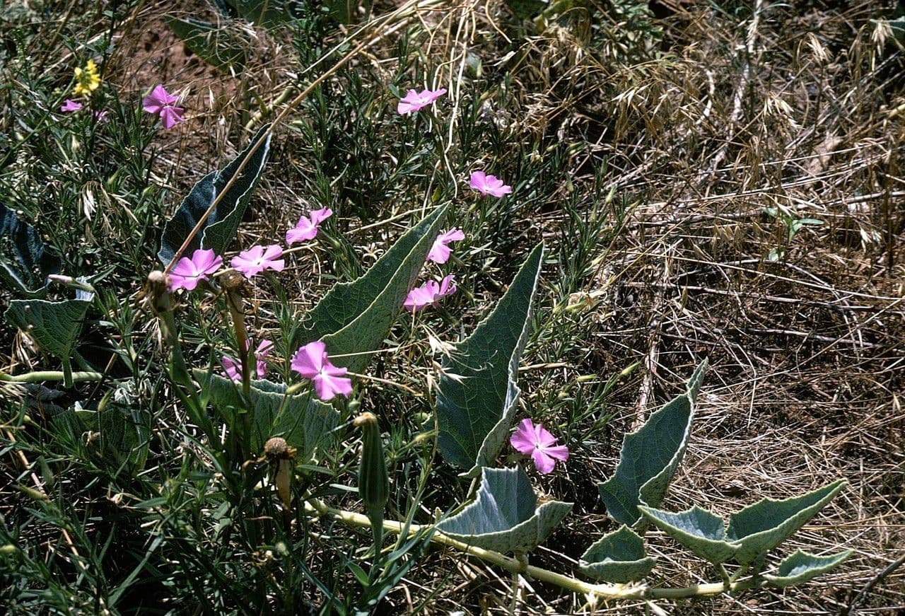 Phlox nano 8