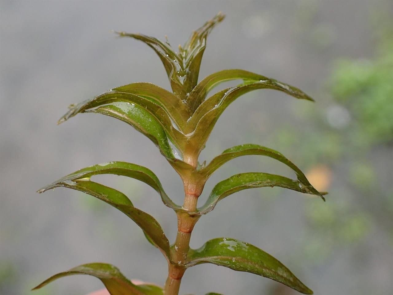 Groenlandia densa 20