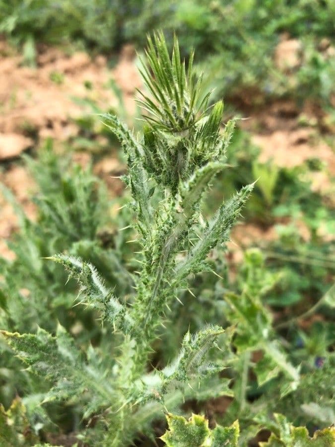 Distel 10