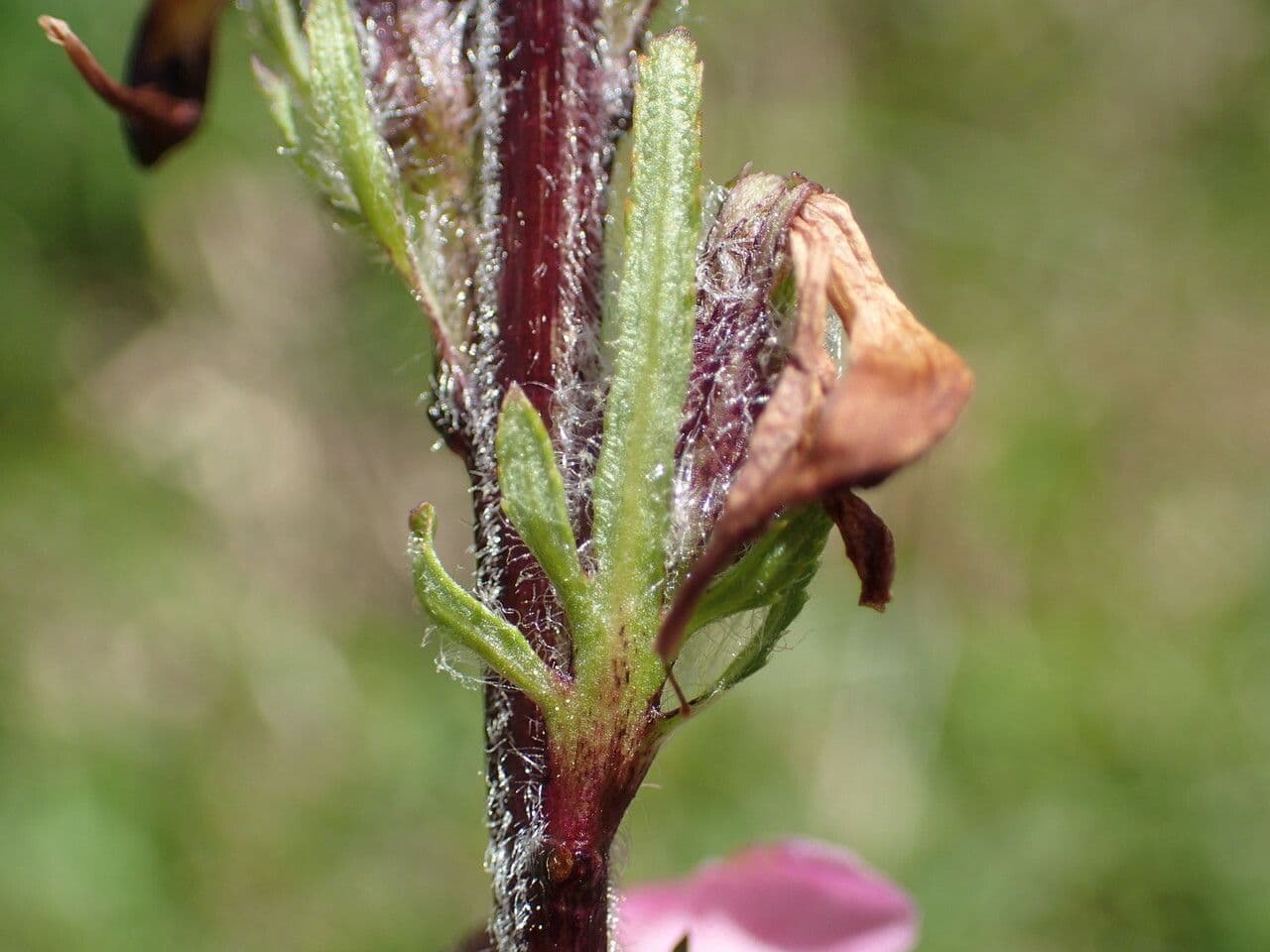 Pedicularis rostratospicata 16