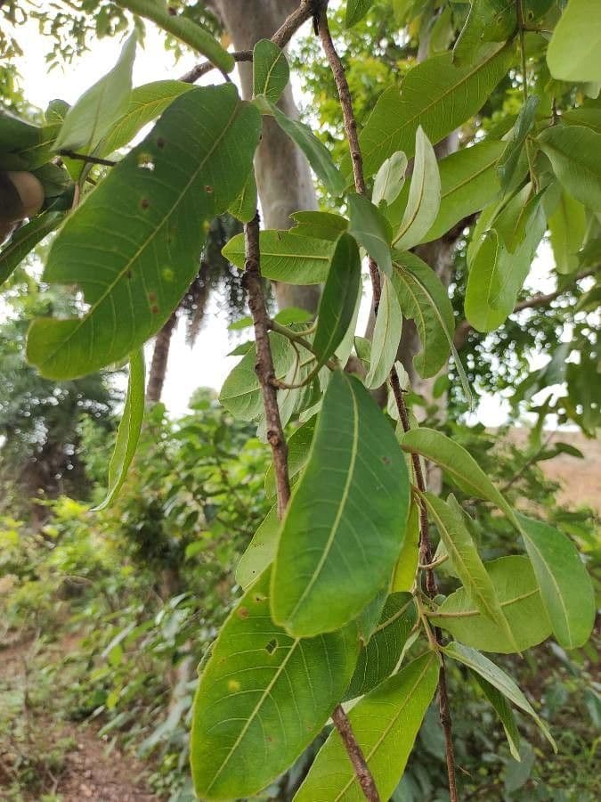 Terminalia arjuna 15
