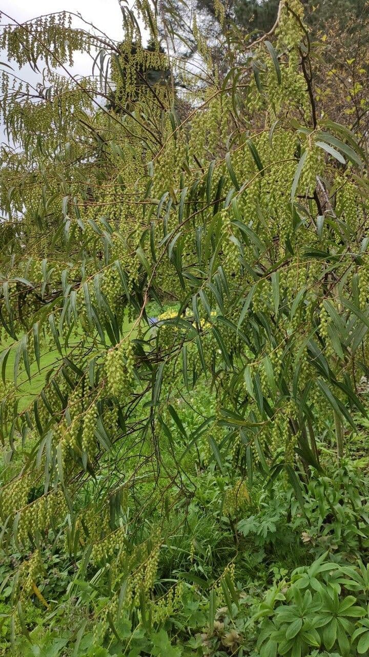 Stachyurus 5