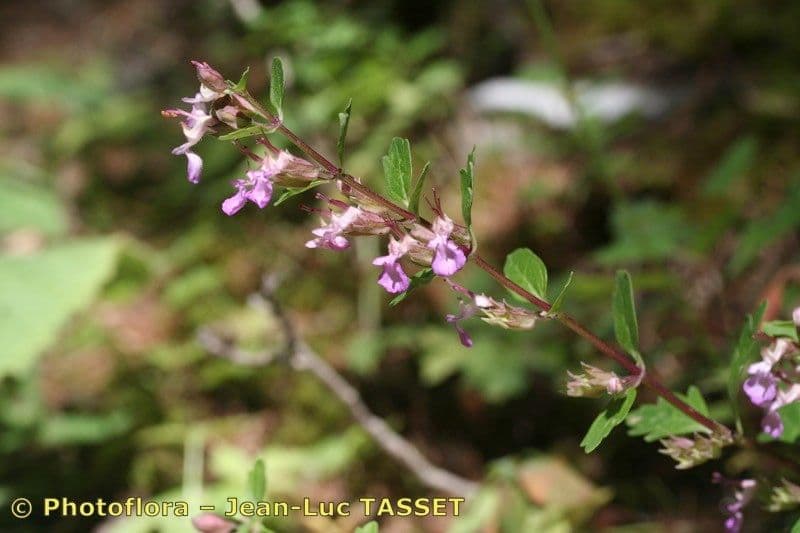 Teucrium 21
