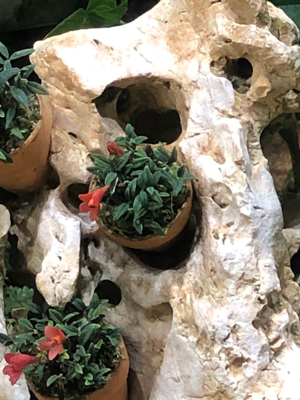 Dendrobium 5