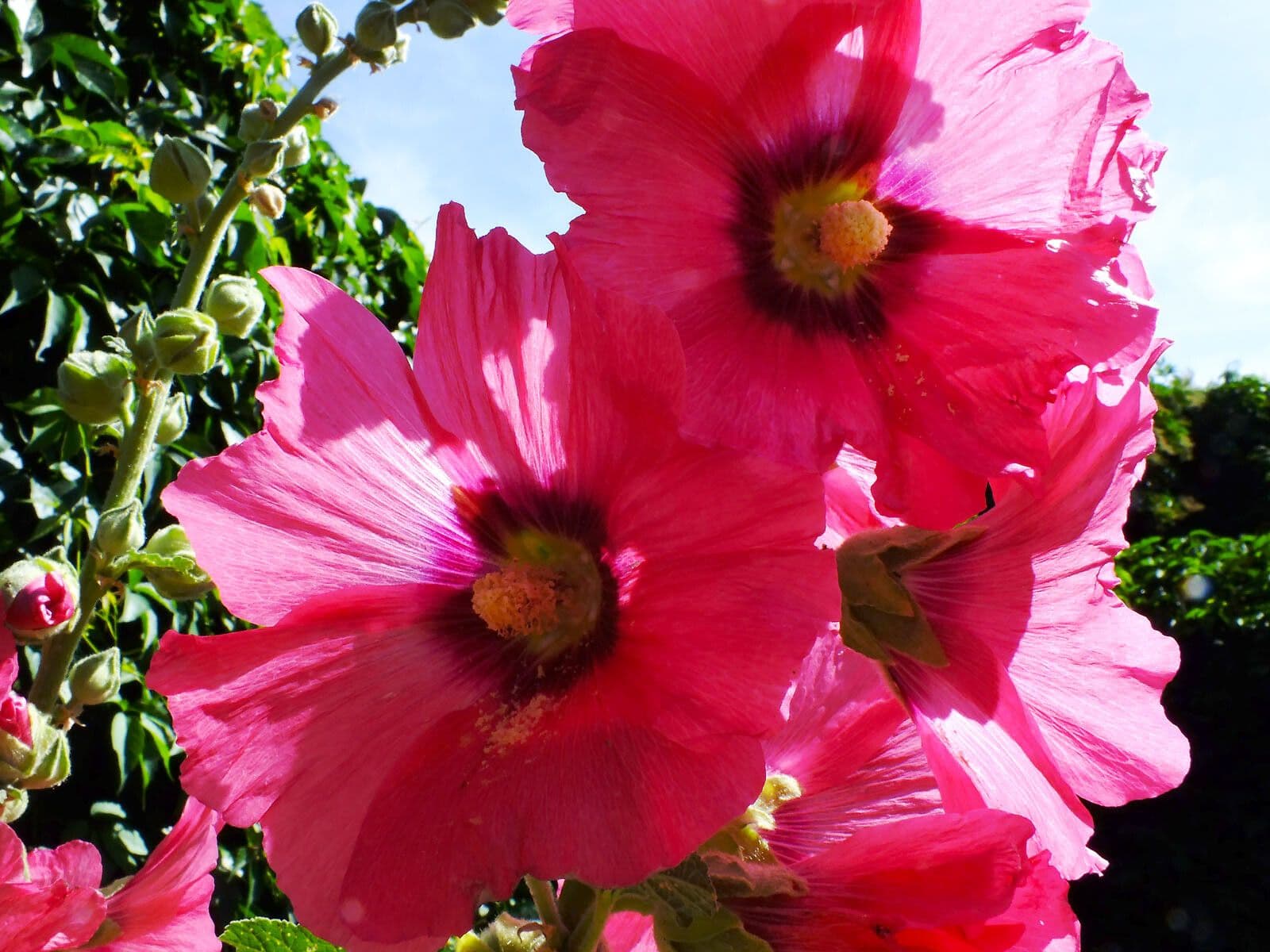 Malva 7