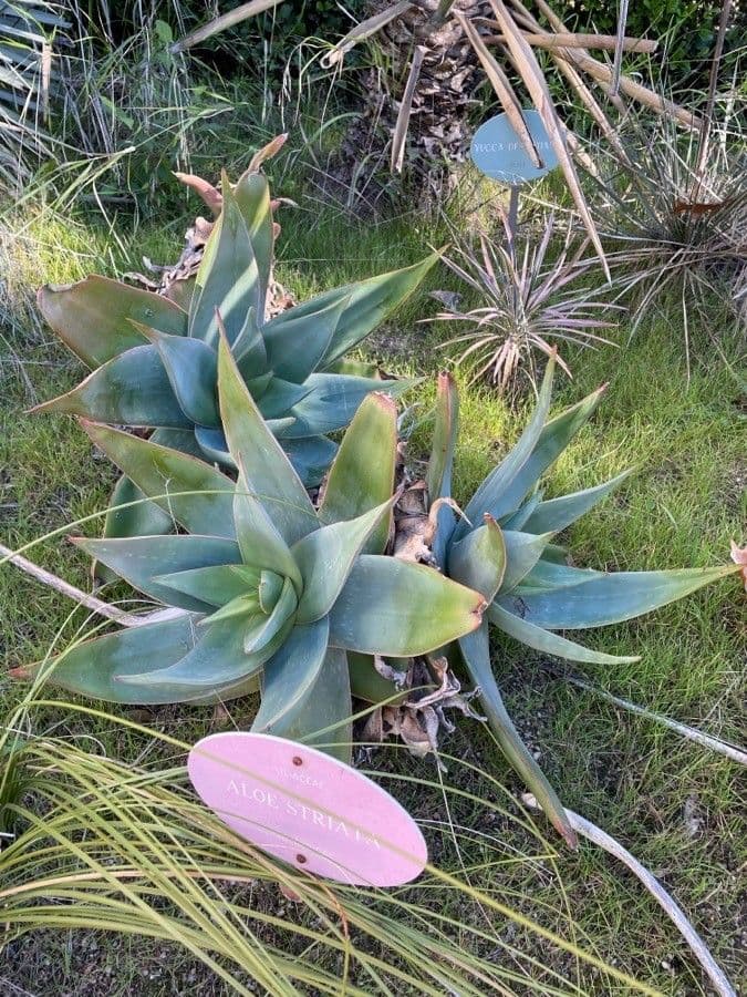 Aloe striata 17