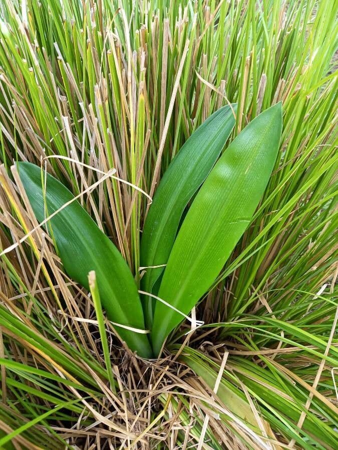 Florida swamp-lily 14