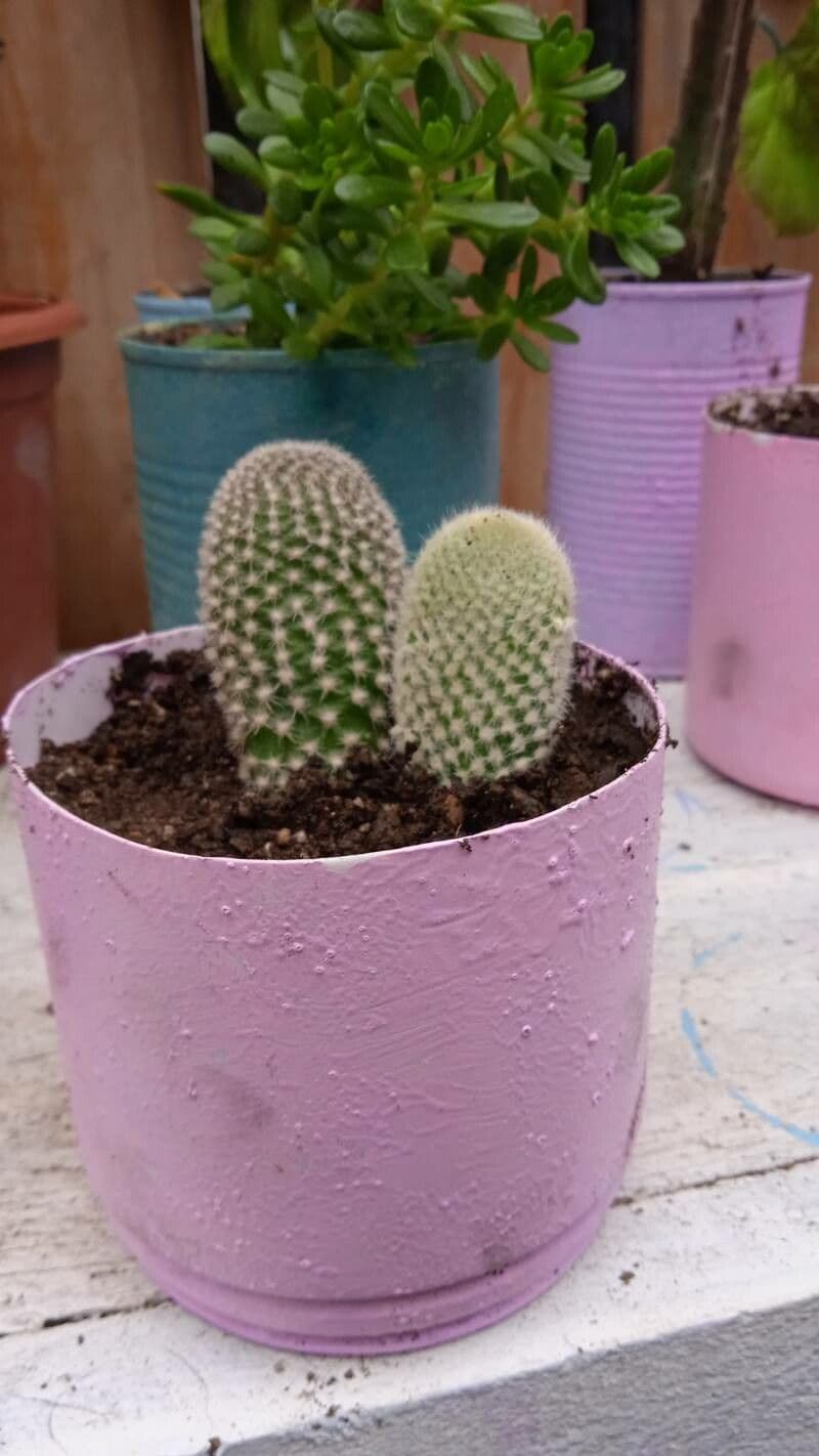 Mammillaria 25