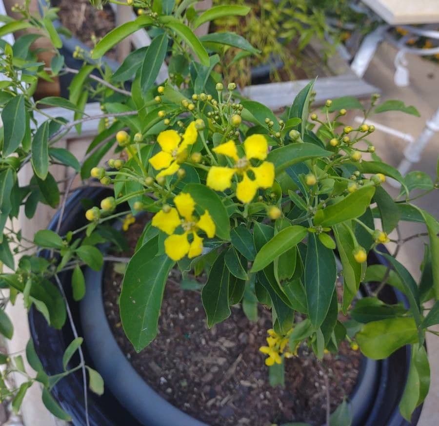 Amazonenwein 2