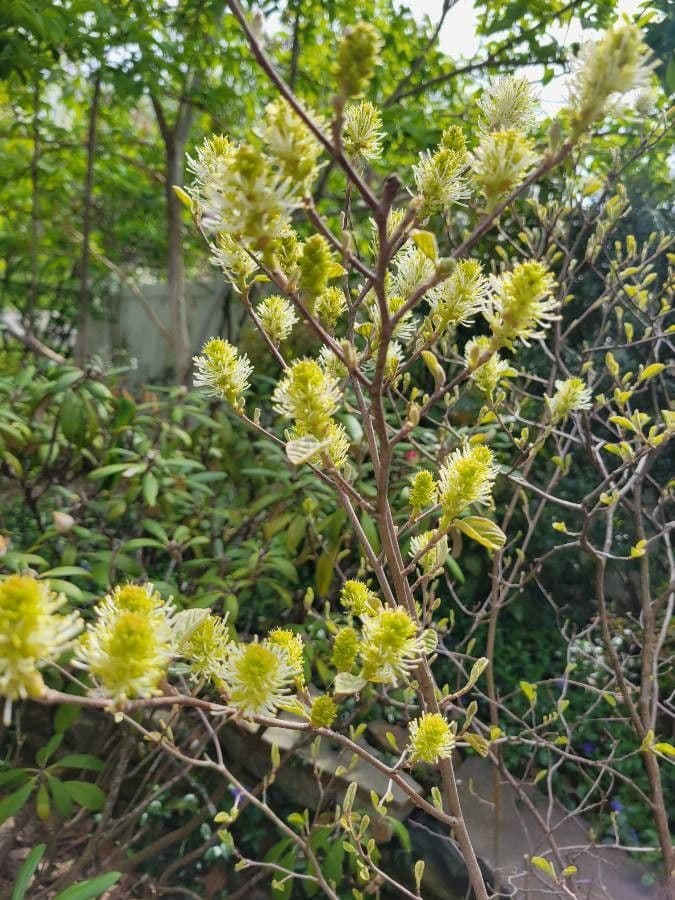Fothergilla di Garden 13