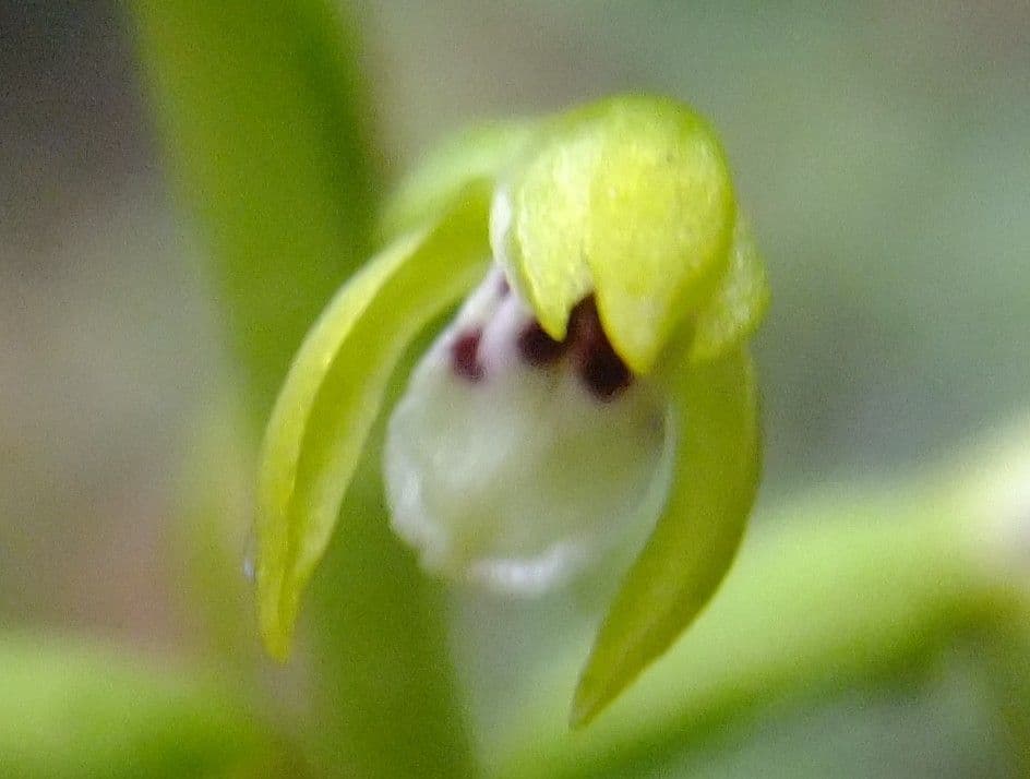 Corallorhize trifide 6