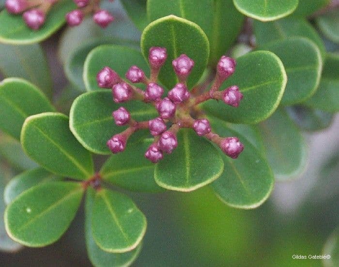 Syzygium