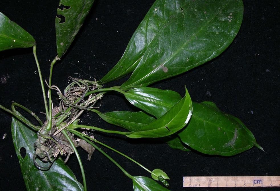 Anturio 2
