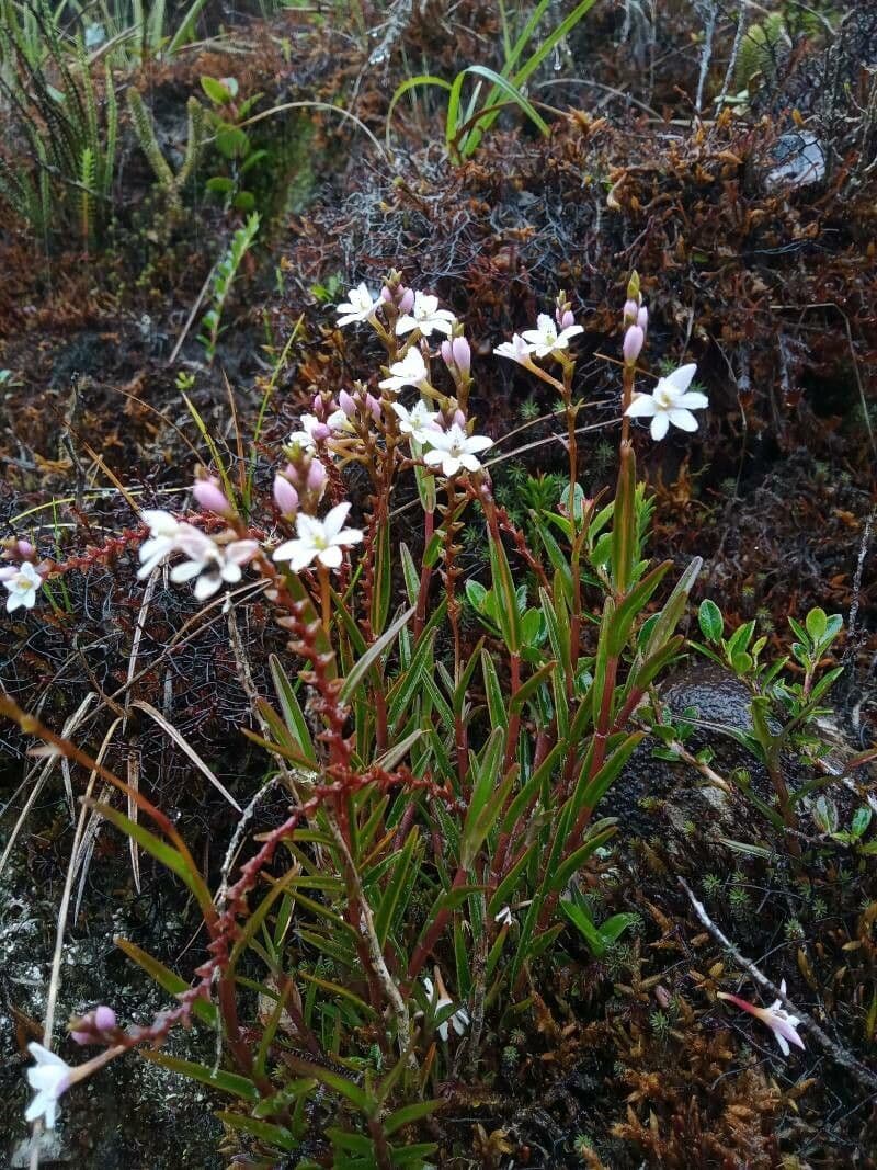 Epidendrum 5