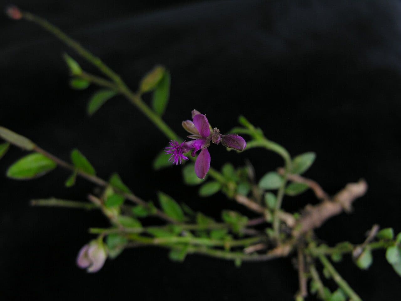 Poligala siberiana 4