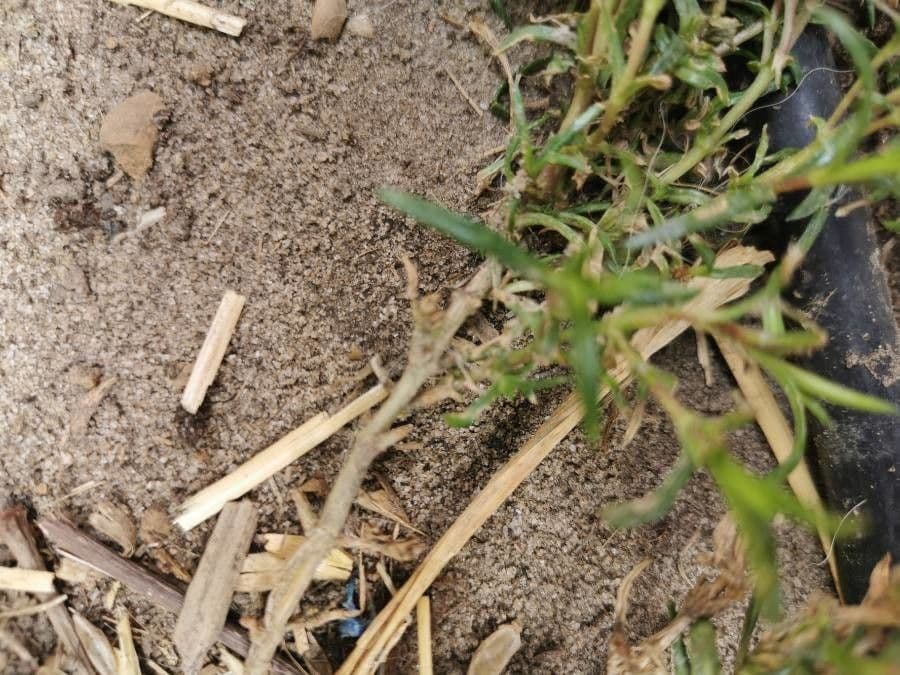 Floks rozpostarty 12