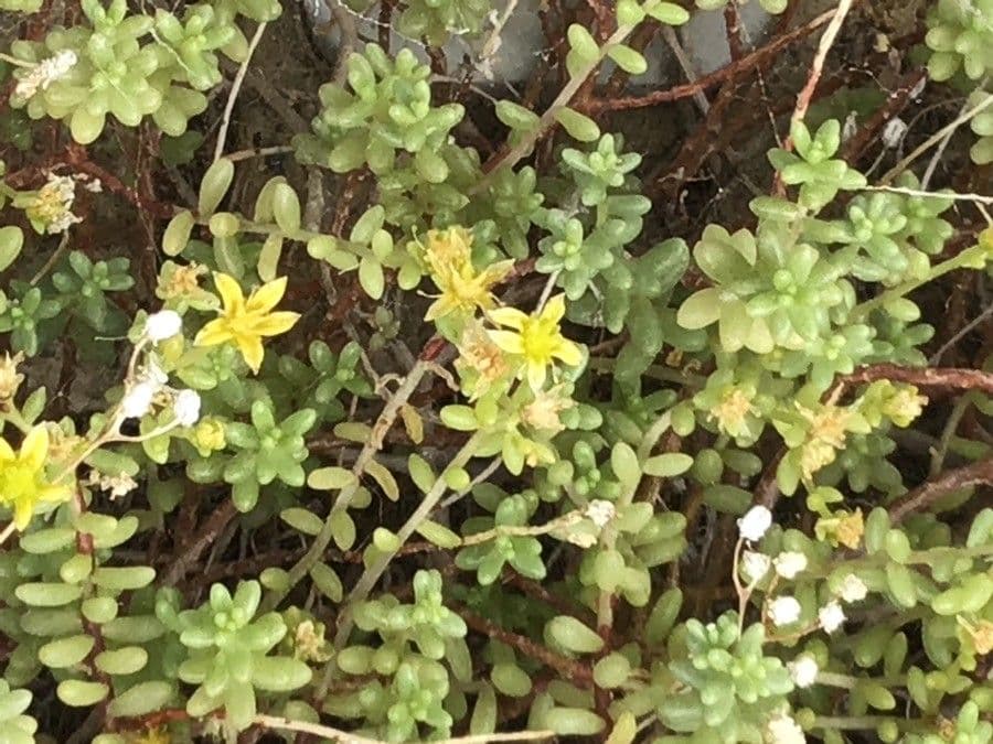 Sedum
