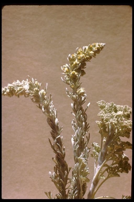 Artemisia pycnocephala