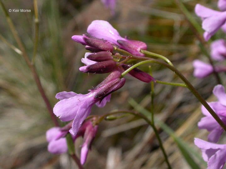 Arabis 2