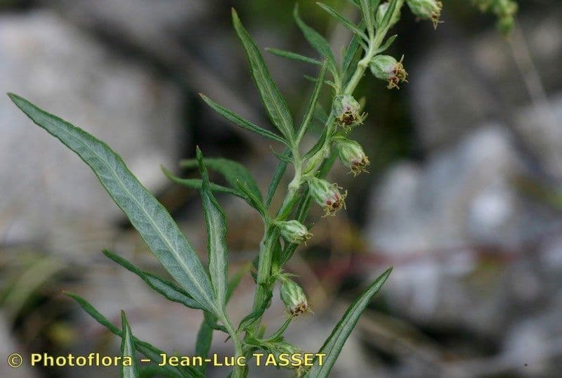 Bylica Verlota 26