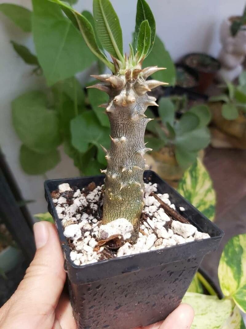 Pachypodium 6