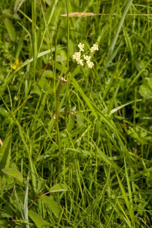 Rosskümmel 13