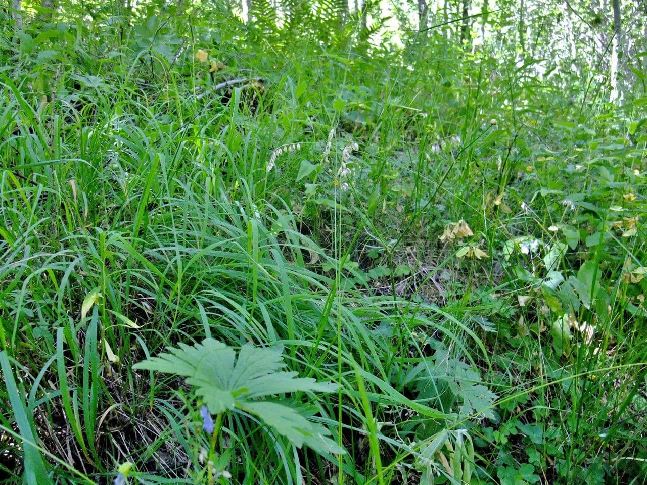Erba perla pendula 11