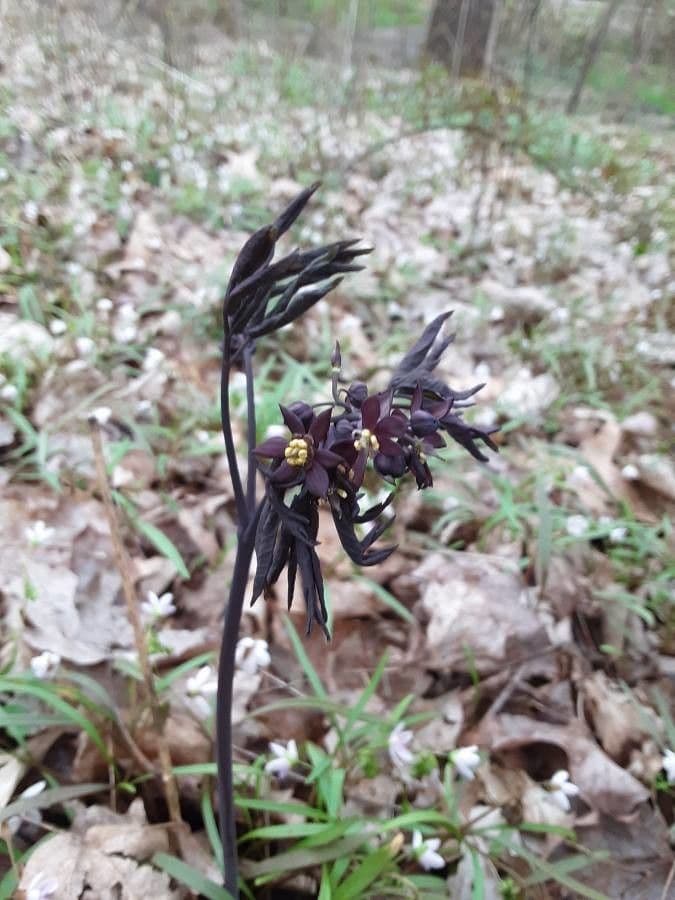 Caulophyllum 10