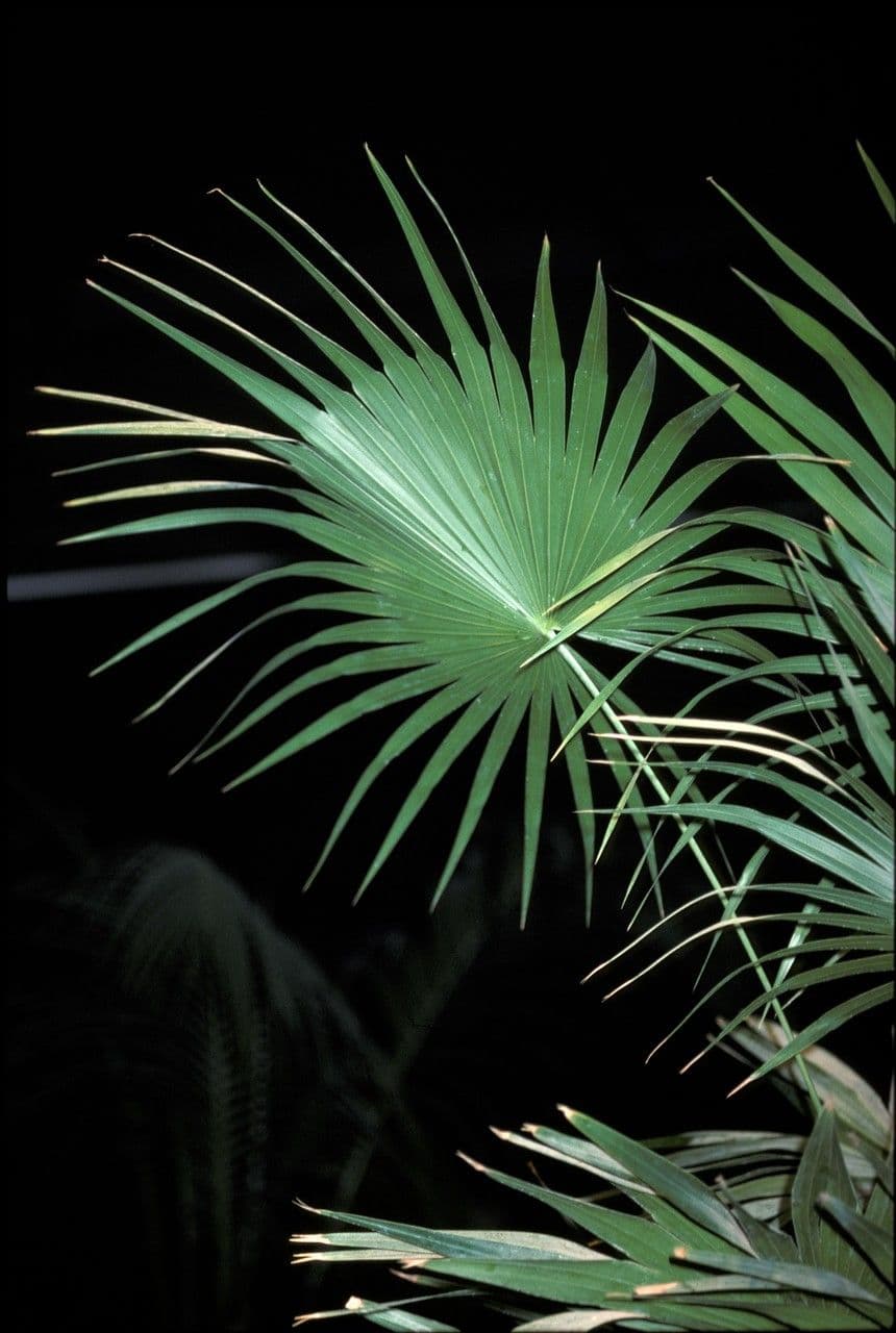 Thrinax 3