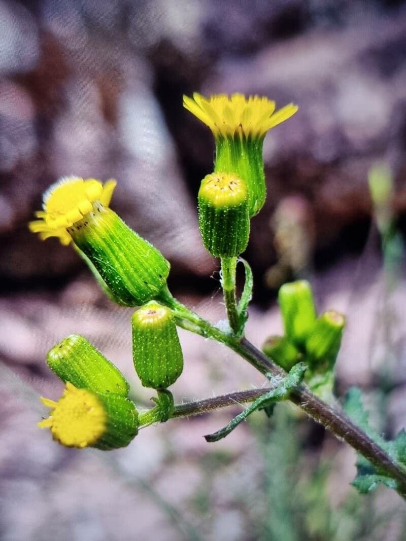 Senecio livido 3