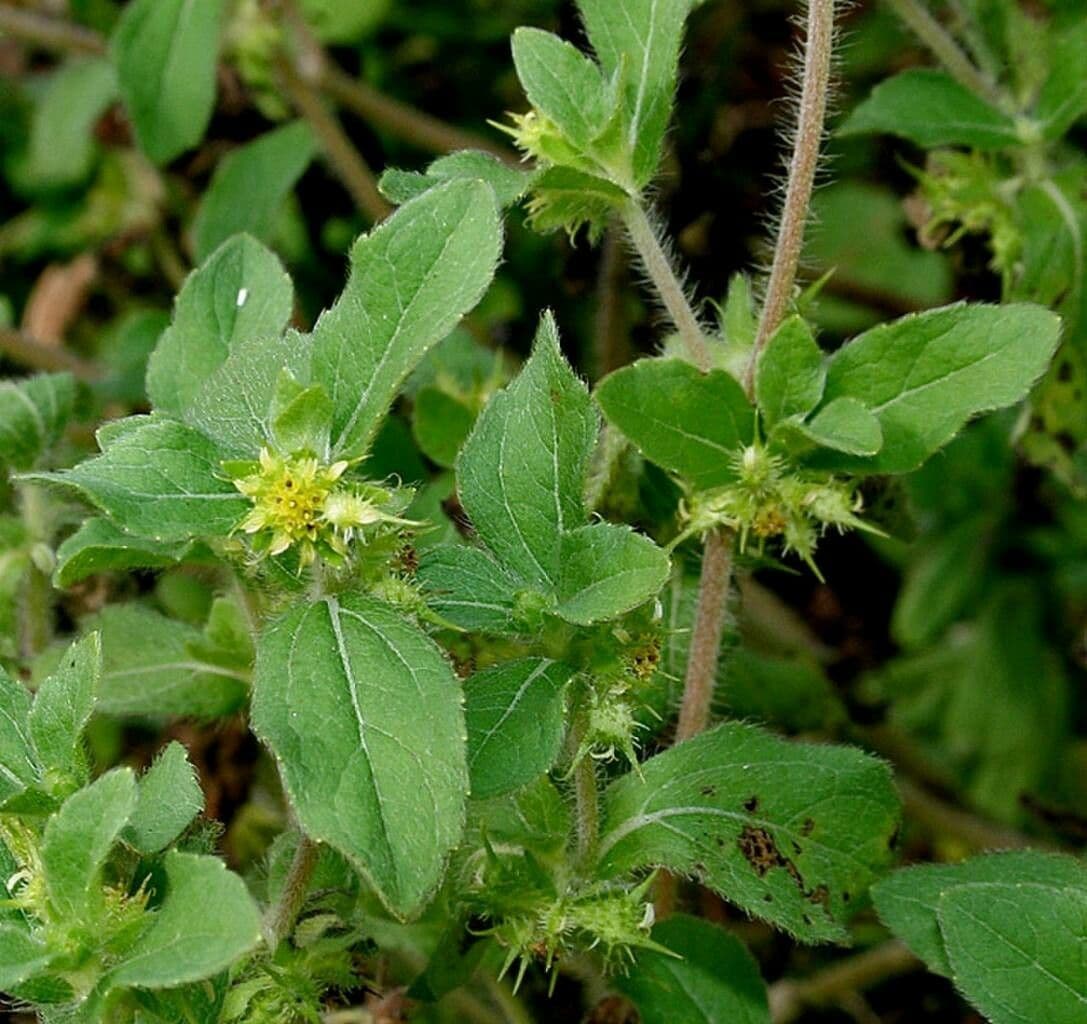 Acanthospermum 18