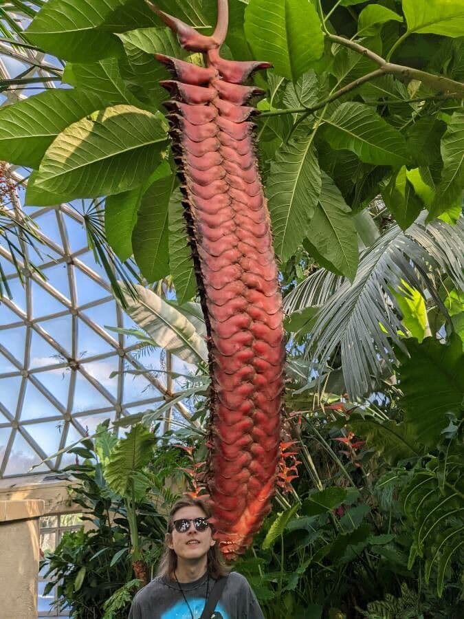 Heliconia 6
