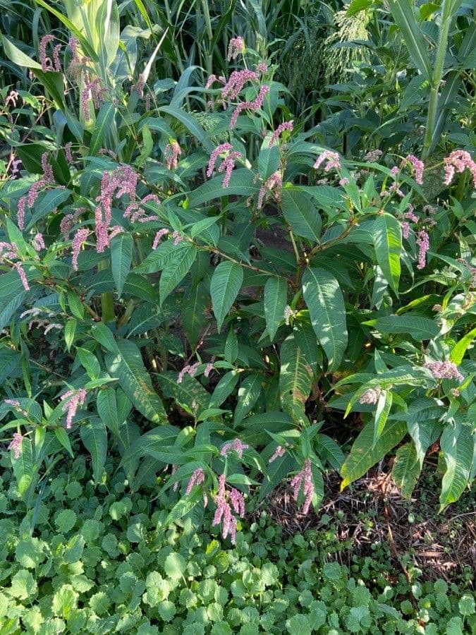 Persicaria de hoja de acedera 11