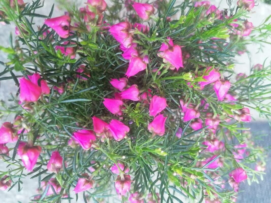 Boronia 3