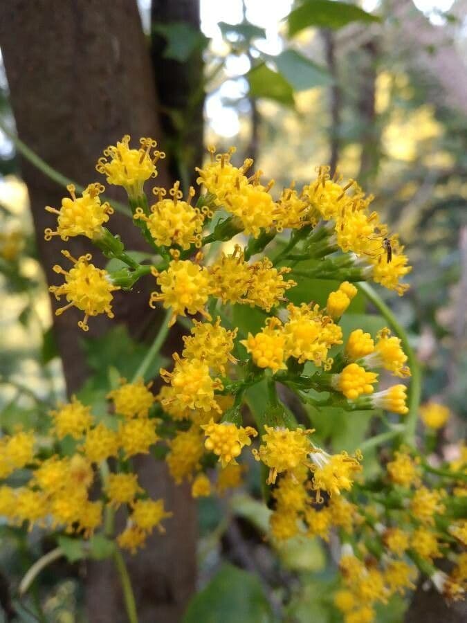 Delairea odorata 7