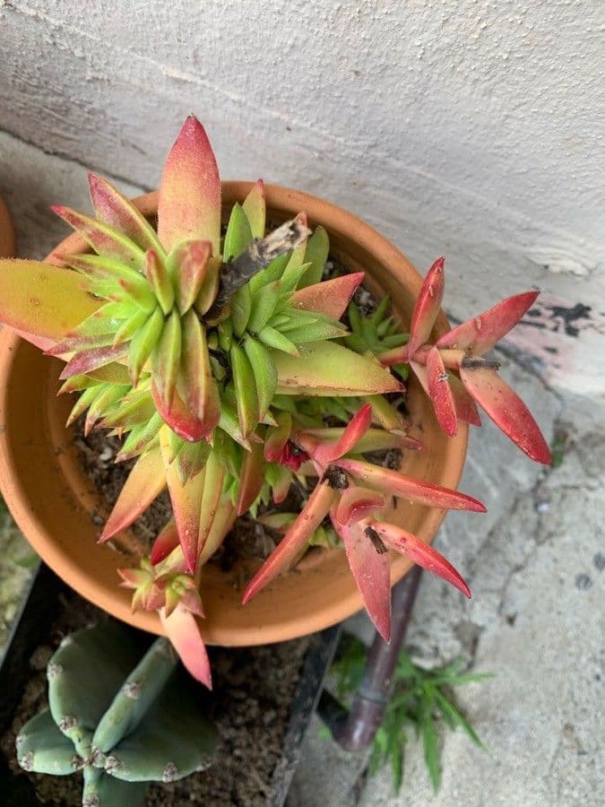Crassula 17