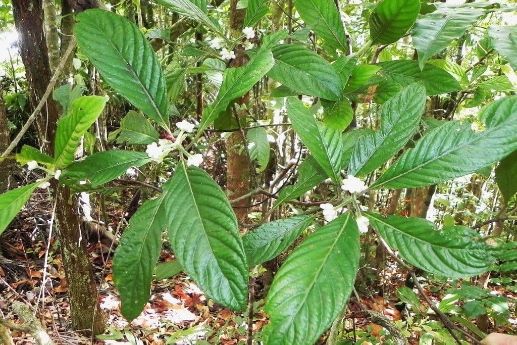 Psychotria 9