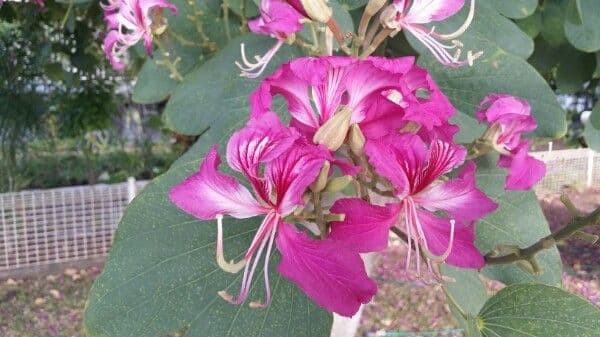 Bauhinia variegata 8