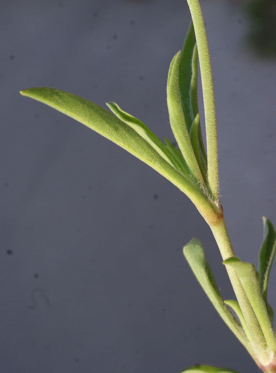Silene secundiflora 19
