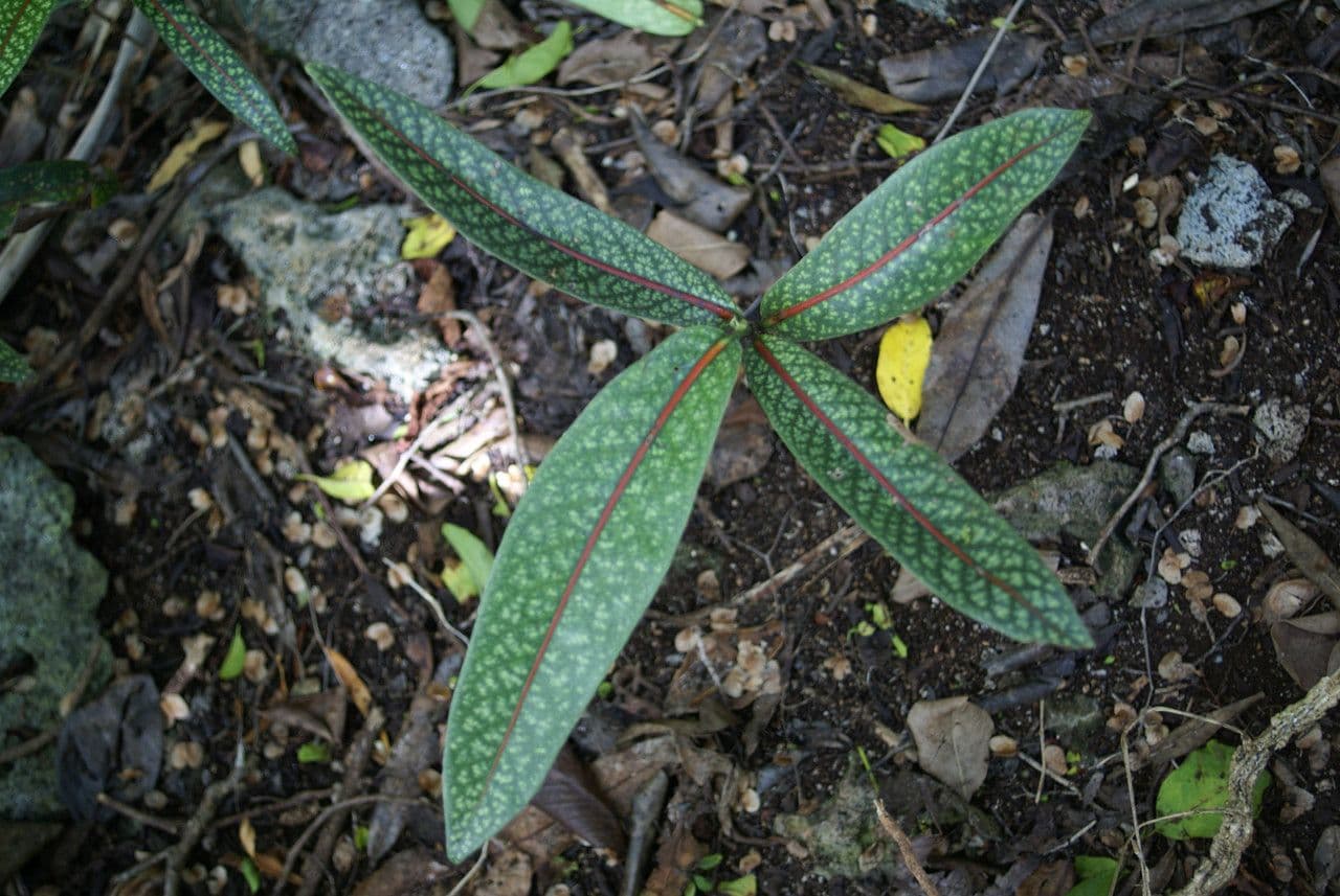 Coptosperma borbonicum 4