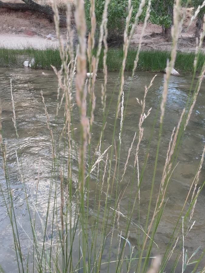 Muhlenbergia rigens 8