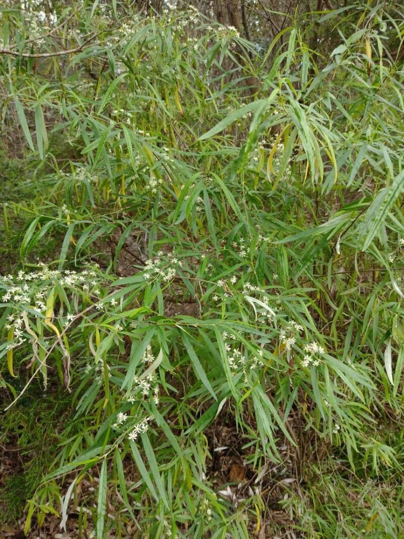 Olearia viscidula 3