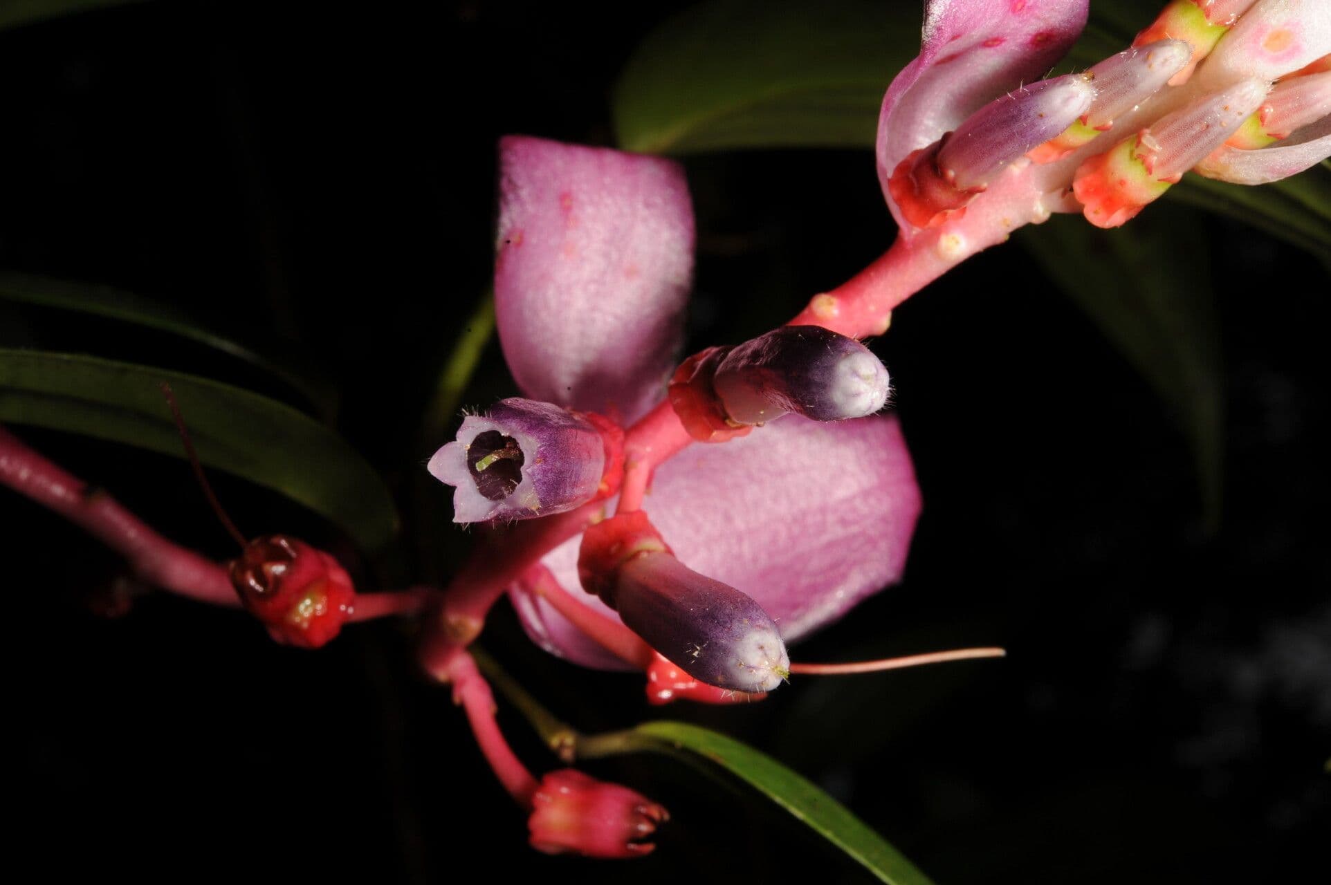 Cavendishia atroviolacea 3