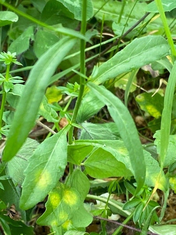 Rundblättrige Glockenblume 17