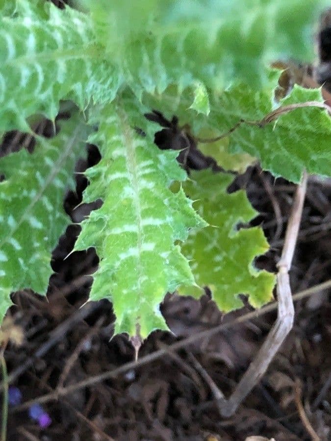 Weißgefleckte Distel 23