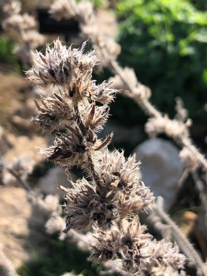 Echium 13