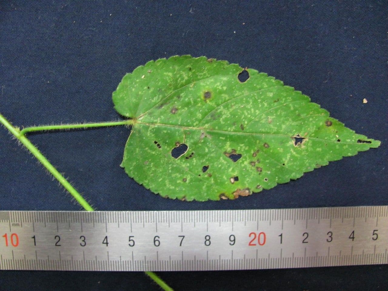 Sida urens 8