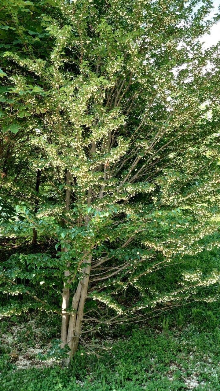 Styrax japonicus 14