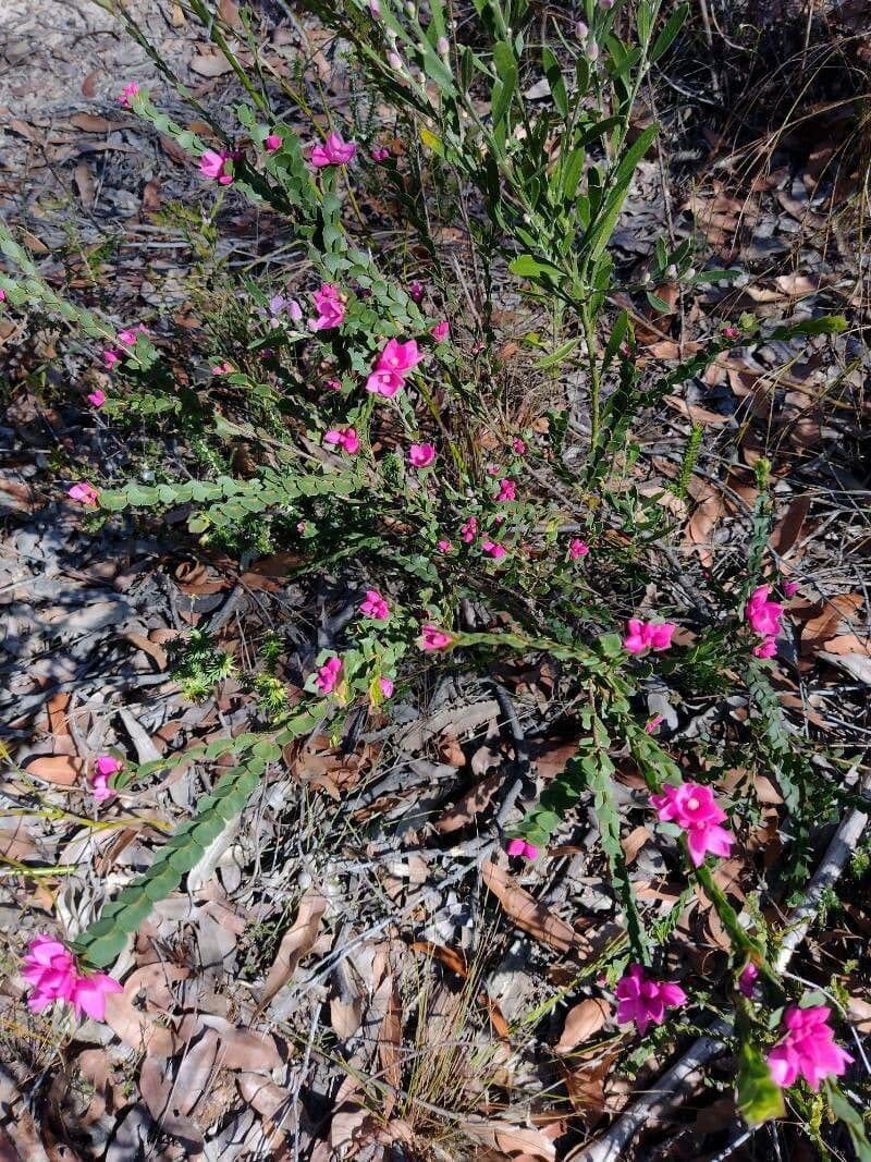Boronia aserrada 5